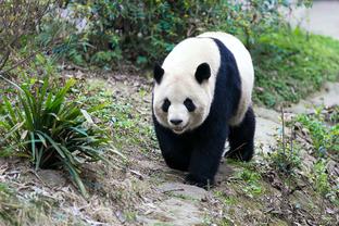 据悉，阿布拉汉、陈宇浩、刘浩帆都在国奥队的备战过程中受伤……